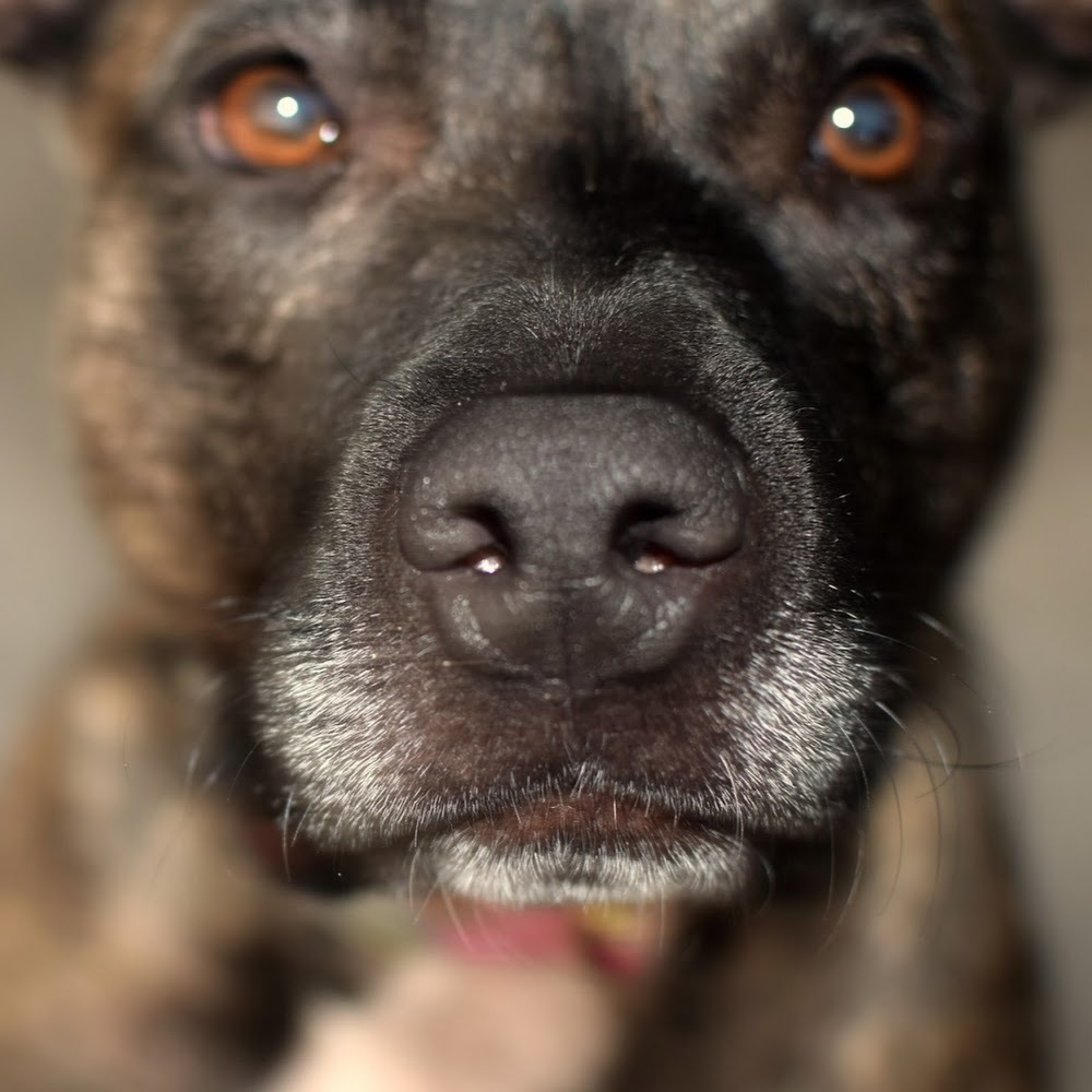 Meet your Posher, Morgan